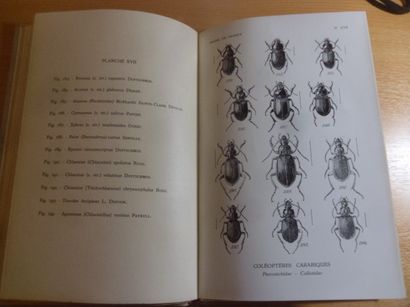 null Faune de France, 51 coléoptères carabiques
R. Jeannel, 20 planches, 1949