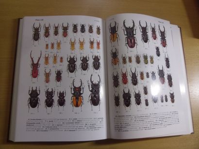 null The lucanid beetles of the world
Tetsuo Mizunuma, Shinji Nagai, 337 pages, ...