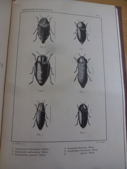 null Révision des buprestidés de Madagascar
André Théry, 186 pages et planches, ...