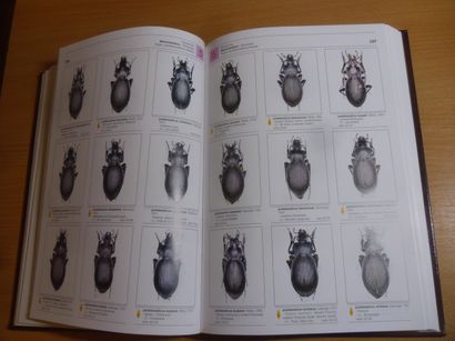 null Photographic catalogue of the genus Carabus
Daniele Ghiretti, 404 pages, 19...