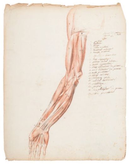RAFFET Auguste (Attribué à) Ensemble d'études anatomiques, écorché et os (début du...