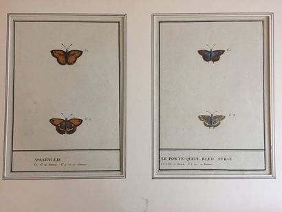 École Française du XIXe siècle Quatre études de deux papillons: Amaryllis et Porte...