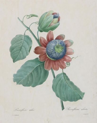 Redouté. 3 pp. colorées. Cuivre au pointillé de Chapuy n. Pierre-Joseph Redouté (1759-1840),... Gazette Drouot