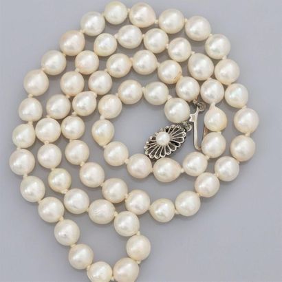 null Long collier de perles de culture Akoya très légèrement baroques, diamètre 7/7.5...