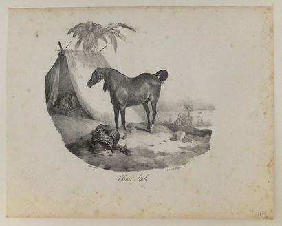 null GÉRICAULT Théodore (1791-1824). Cheval arabe. 1822. Lithographie au crayon....