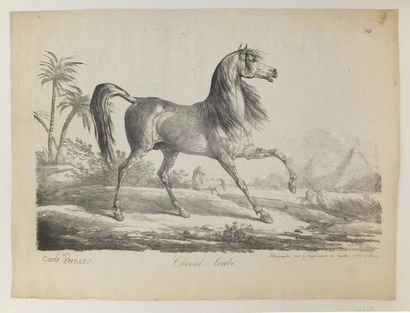 null VERNET Carle (1758-1836). Cheval Arabe. Lithographie au crayon. Belle épreuve...