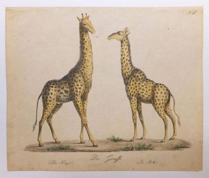 null BRODTMANN Carl Joseph (Überlingen 1787 – Basel 1862). Die Giraffe. Vers 1816....