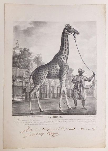 null GEBHARD L’AÎNÉ (actif au début du XIXe siècle). La Girafe. 1827. Lithographie....