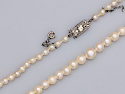 null Collier de perles de culture Akoya en chute diamètre 4 à 6.8 mm, fermoir en...