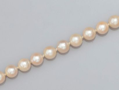 null Collier de perles de culture Akoya diamètre 6/6.5 mm, fermoir et chaînette en...