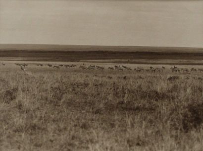 null Arthur Radclyffe DUGMORE (1870-1955 - attribué à). Afrique, Kenya, Hippopotames,...