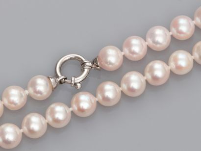 null Akoya cultured pearl sautoir, diameter 7.5/8 mm. Clasp ring in white gold 750°/00...