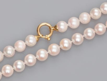 null Akoya cultured pearl necklace, diameter 7.5/8 mm. Clasp ring in yellow gold...