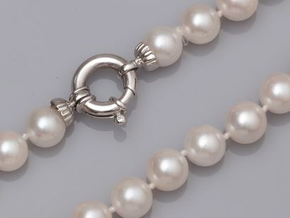 null Sautoir de perles de culture Akoya ( Japon), diamètre 7.5/8 mm. Fermoir anneau...