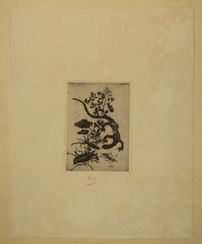 null ROPS Félicien (1833 1898) - 2 planches: "Lézard japonais" (1876), eau-forte...