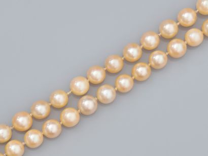 null Collier de perles de culture Akoya diamètre 7/7.5 mm. Usures, fermoir en or...