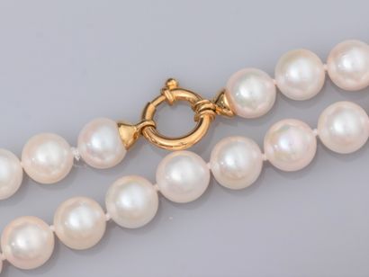  Collier de perles de culture Akoya (Japon) de diamètre 7.5/8 mm. Fermoirs en or...