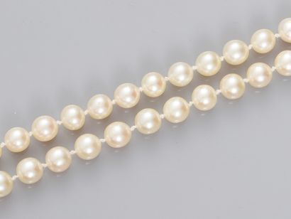 null Collier de perles de culture Akoya de diamètre 5.5/6 mm, fermoir fuseau ajouré...