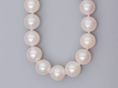 null Necklace of cultured pearls Akoya (Japan) of diameter 7.5/8 mm. Clasps in white...