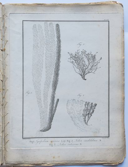 null FAUNA & FLORA OF THE SEAS OF AFRICA - Meeting of 20 plates. 1804. Etchings by...