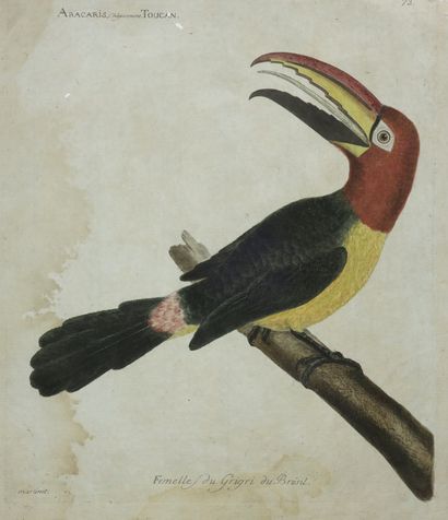 null BRAZIL - "Female of the Brazilian Grigri (Aracaris, commonly known as TOUCAN)....