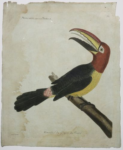 null BRESIL - "Femelle du Grigri du Brésil (Aracaris, Vulgairement TOUCAN". c.1773....