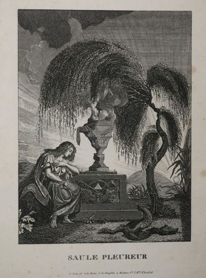 null OPTICAL CURIOSITY - "WEEPING WILLOW". 19th century. Engraving. Proof on wove...