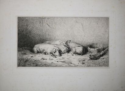 null JACQUE Charles (1813 - 1894) - Réunion de 4 eaux-fortes: 1-"Porcs couchés"....