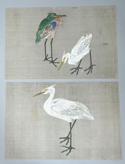 null REUNION de 6 DESSINS sur papier. [OISEAUX]. 30 x 44,5 cm environ chaque. Etat...