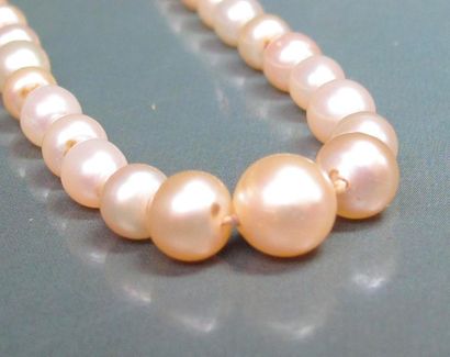 null Collier de perles fines composé de 100 perles diamètre 2.5 à 6.4 mm. Fermoir...
