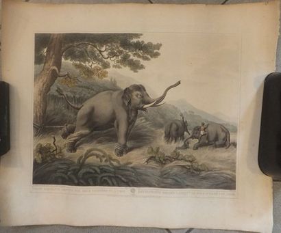 null ELEPHANTS - CHASSE, lot de deux gravures 'Des éléphants dressés attrapant un...