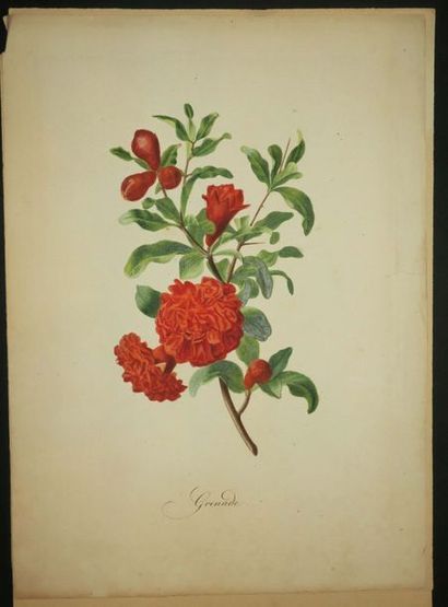 null FLEURS - ENSEMBLE DE 6 PLANCHES : "LAURIER rose à fleurs doubles", "Giroflées",...