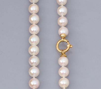 null Collier de 52 perles de culture du japon diamètre 7.5/8 mm, fermoir anneau en...