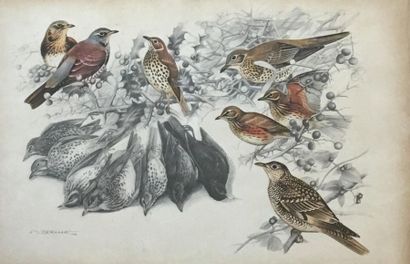 Francis BERILLE (né en 1945) Etudes d'oiseaux...