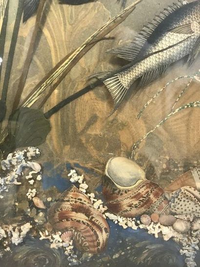  Aquarium 
Collage depicting fish and shells in reeds, presented under glass and...