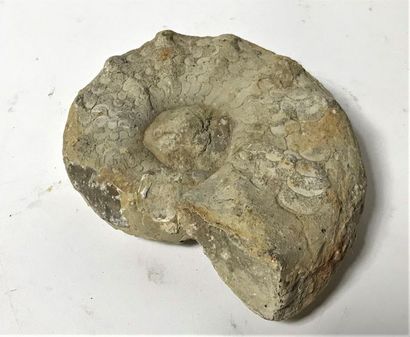 Ammonite fossilisée 17 x 13,5 cm