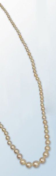  Collier composé d'une succession de perles probablement fines, disposées en chute,...