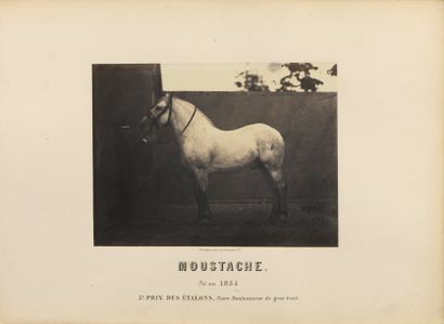 null Adrien TOURNACHON (1825-1903)

Suite de 30 photographies

Concours de races...