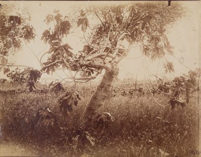 null Eugène ATGET (1857-1927)

3 photographies

Etudes d’arbres, vers 1910



Sans...