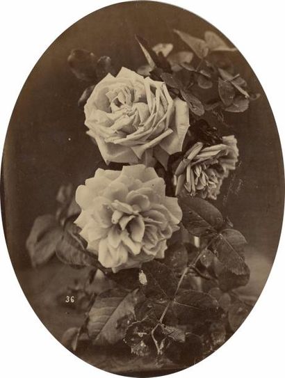 null CHAUVIGNÉ 

Étude de rose, c. 1865

Tirage albuminé, monté sur carton, signé...