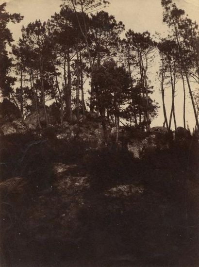 null Auteur non-identifié

Étude d’arbre, c. 1875

Tirage albuminé monté sur feuille

21,2...