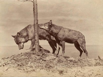 null Ottomar ANSCHÜTZ (1846-1907) 

Etudes d'animaux

Loups, ours, agneau "en pâture"...