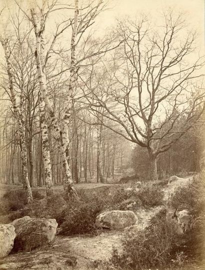 null Achille QUINET (1831-1900) 

Études d'après nature : forêt de Fontainebleau,...