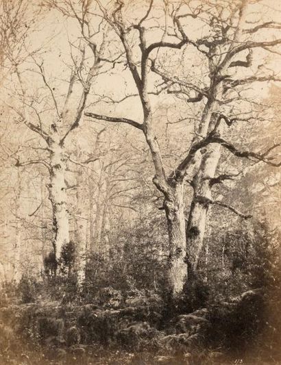 Eugène CUVELIER (1837-1900) Fontainebleau 

Etudes d'arbres, chênes, c. 1860

3 tirages...