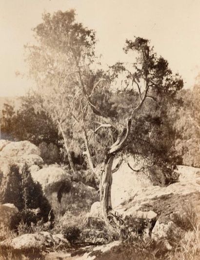 Eugène CUVELIER (1837-1900) Fontainebleau 

Etudes d'arbres, chênes, c. 1860

3 tirages...