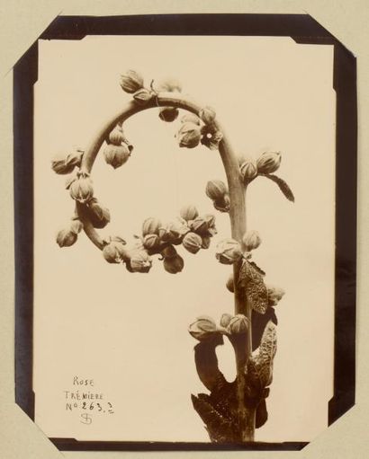 null Fleurs

Orchidée Phalaneopsis, Chanvre, Iris de Suse, Phyllocactus, Lunaria,...