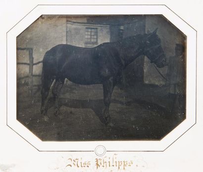 Louis-Auguste BISSON (1814-1876) "Miss Philipps", c. 1853-1854

Daguerréotype 1/4...