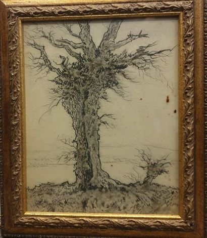 BARROTE Léon (1866-1933) 
Etude d'arbre 
Fusain...