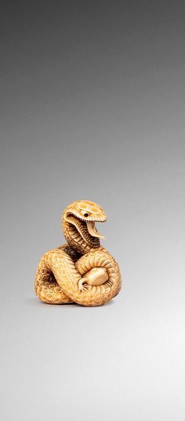  JAPON - Epoque EDO (1603 - 1868) 
Netsuke en ivoire, serpent attaquant un crapaud...