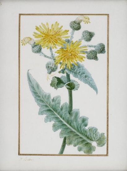 BESSA Pancrace BESSA Pancrace , 1772-1846

Large-flowered lemon (Sonchus macranthos)

partially...